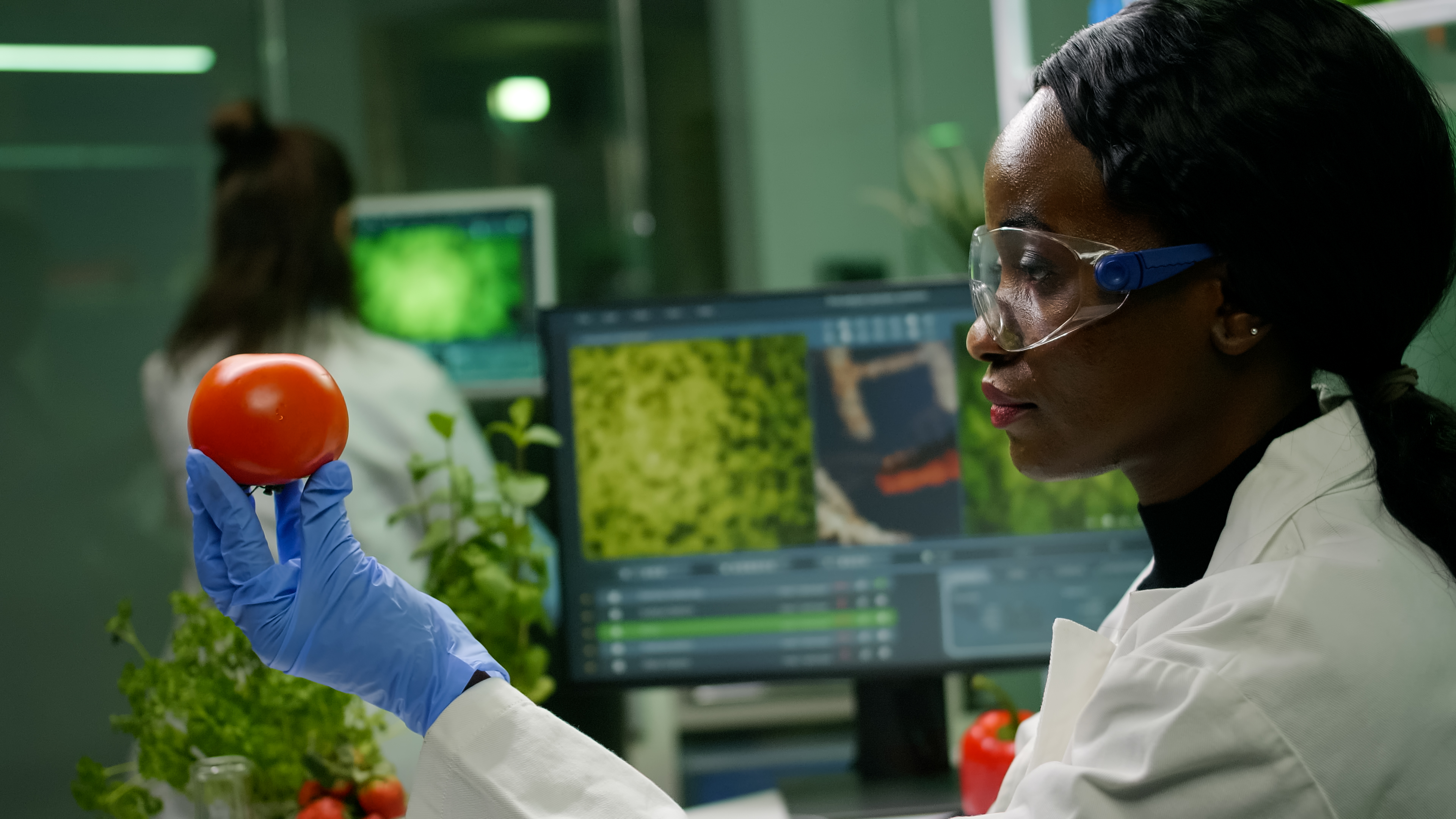 african scientist woman looking tomato while her collegue typing dna test computer background