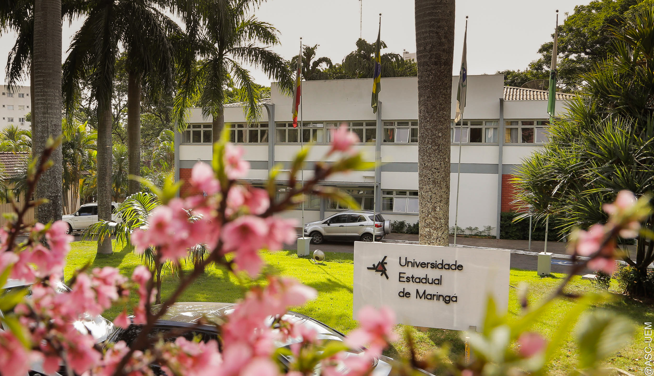 Cerejeira Fachada UEM 2023 