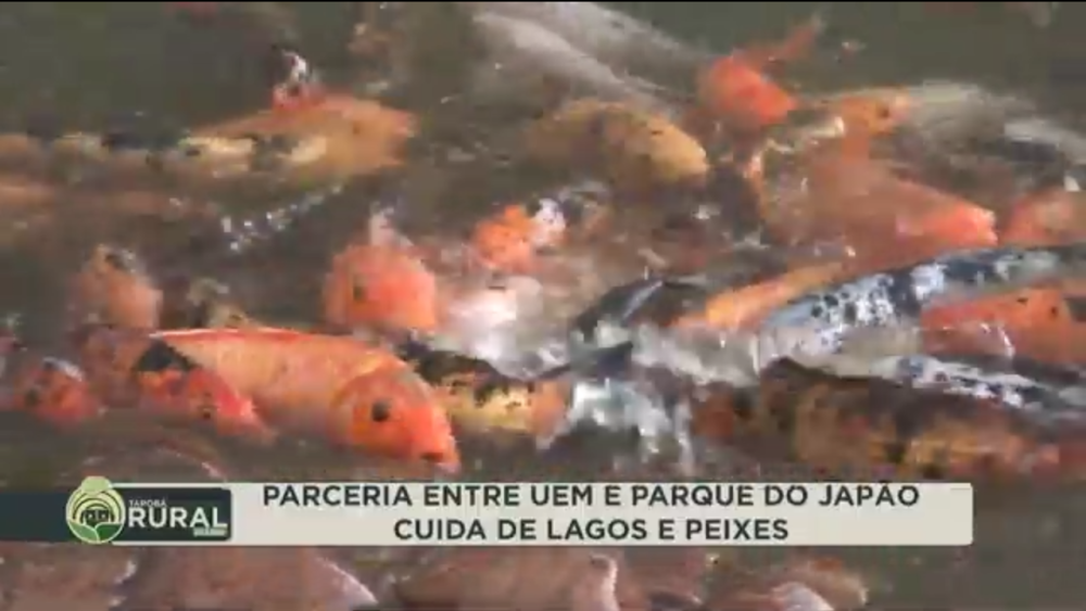 captura-de-tela-11